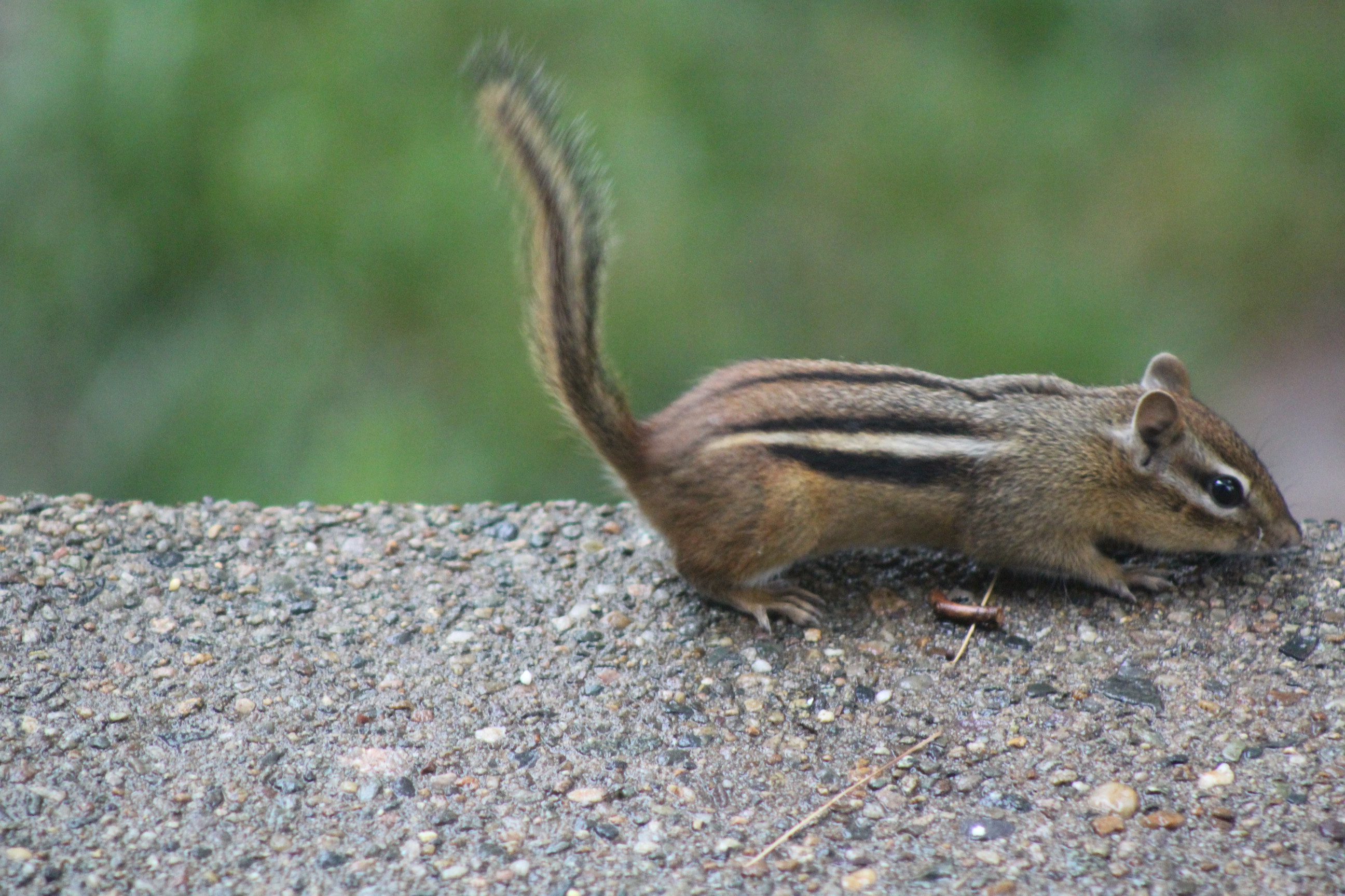 chipmunk with tail up looking towards right side of image