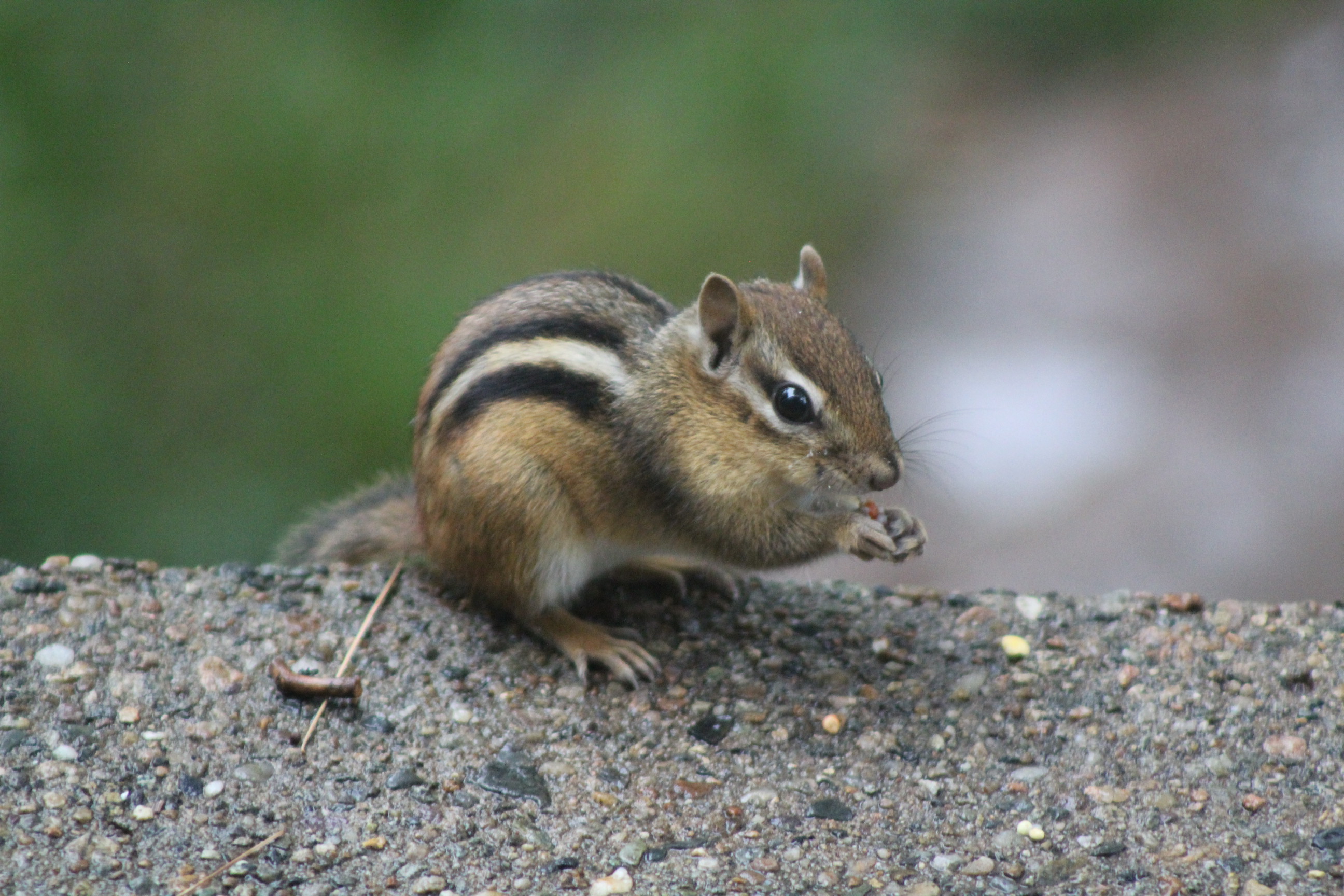 chipmunk perched on edge of a stair eating seeds