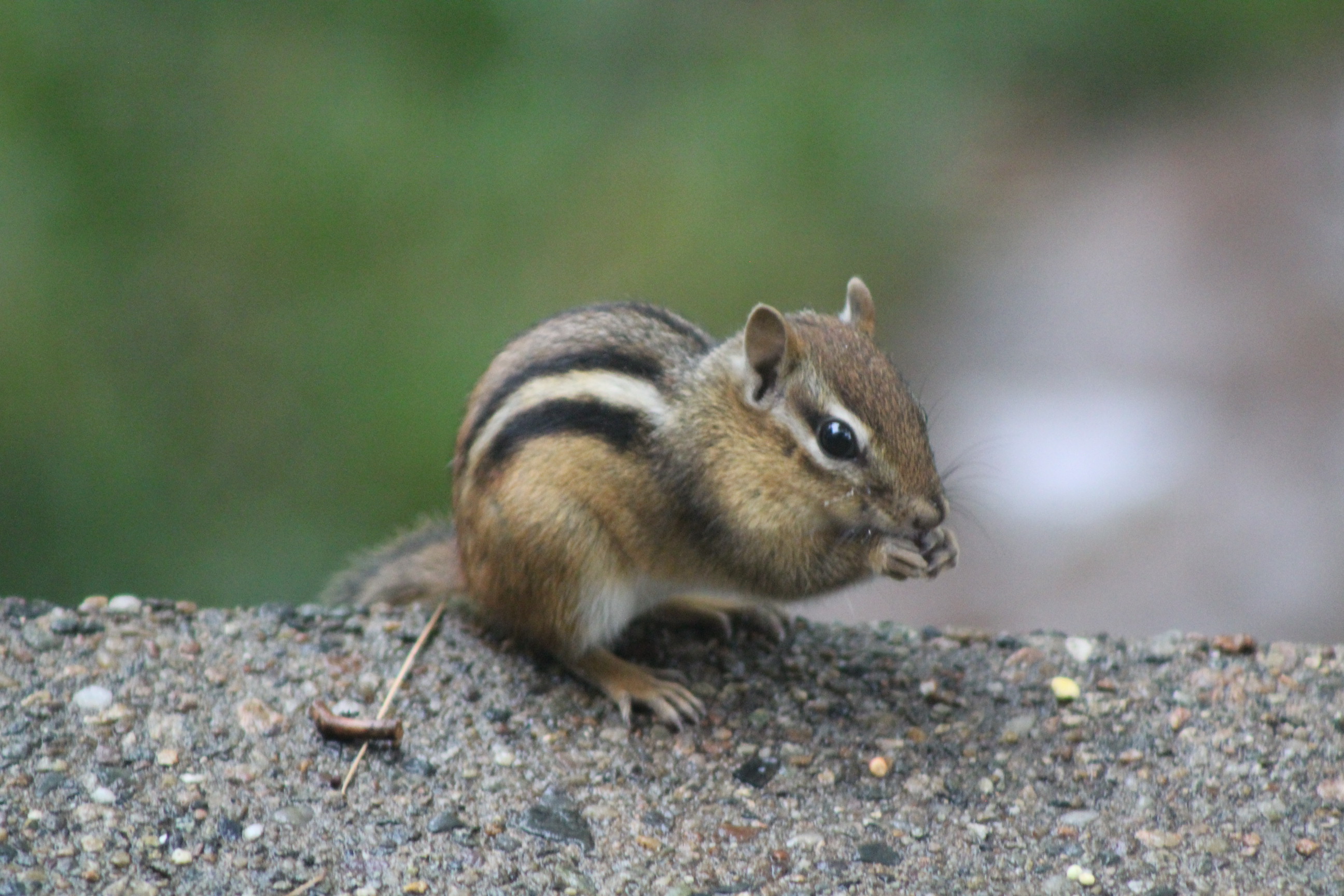 chipmunk perched on edge of stair eating seeds