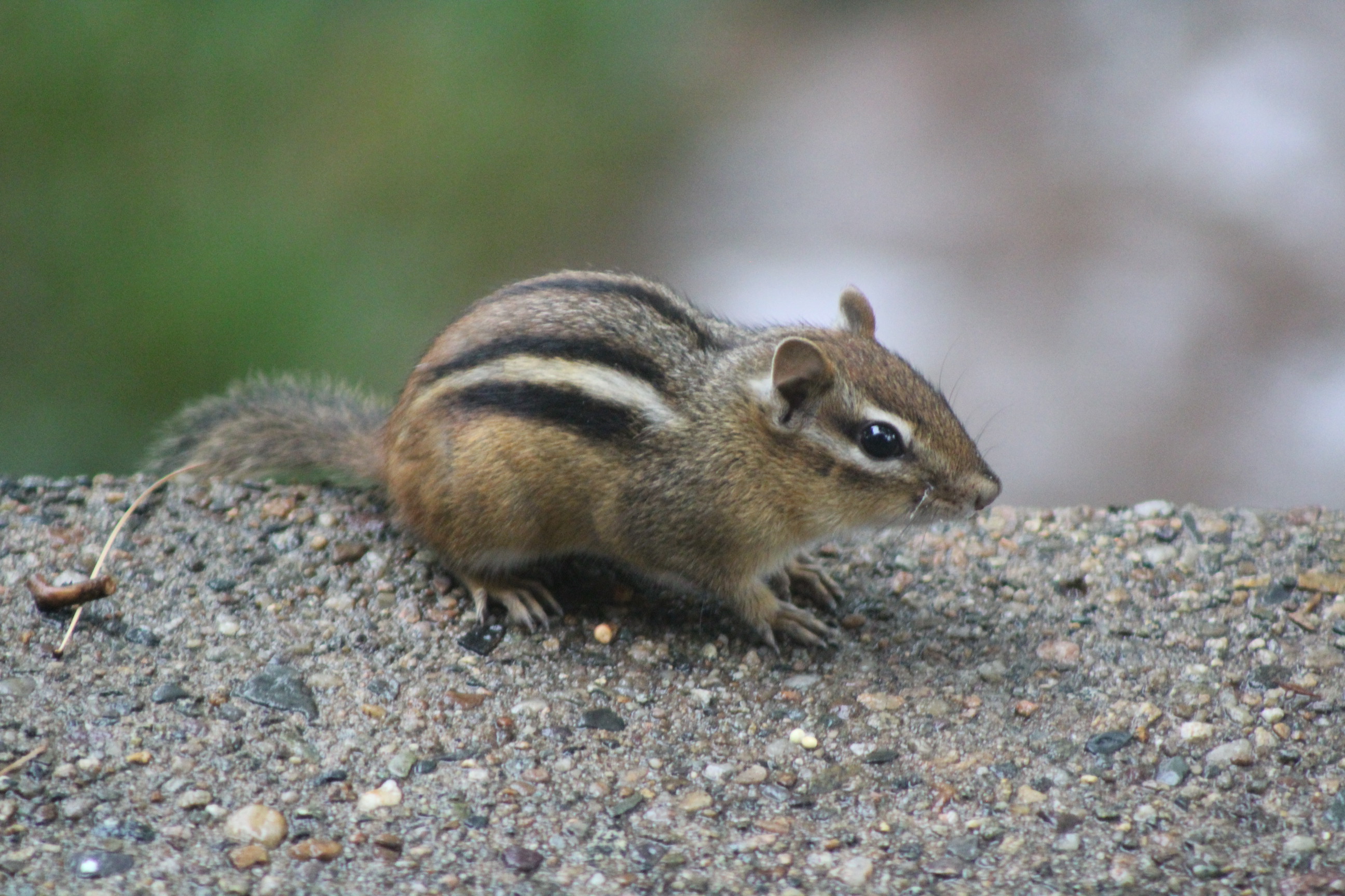 chipmunk on edge of a stair