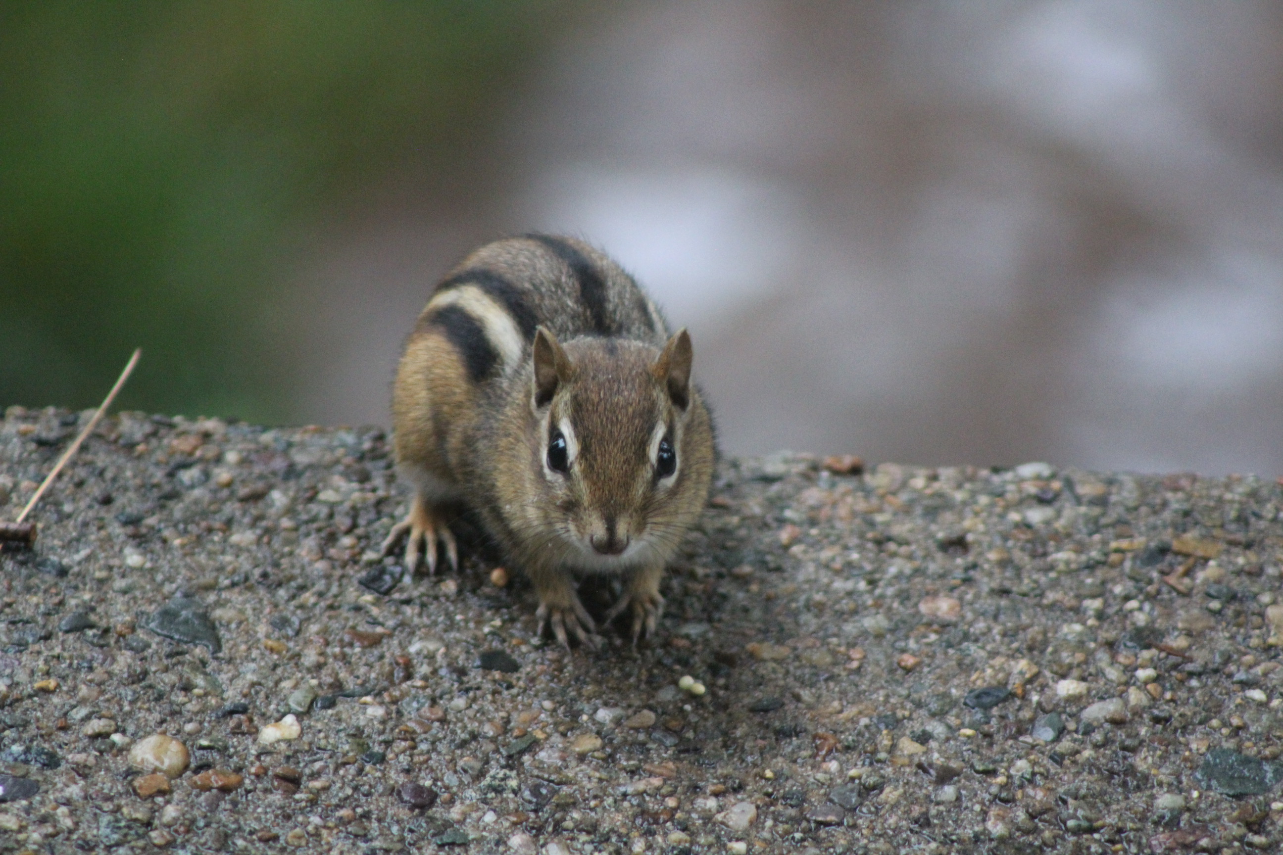 chipmunk on edge of a stair looking towards the camera