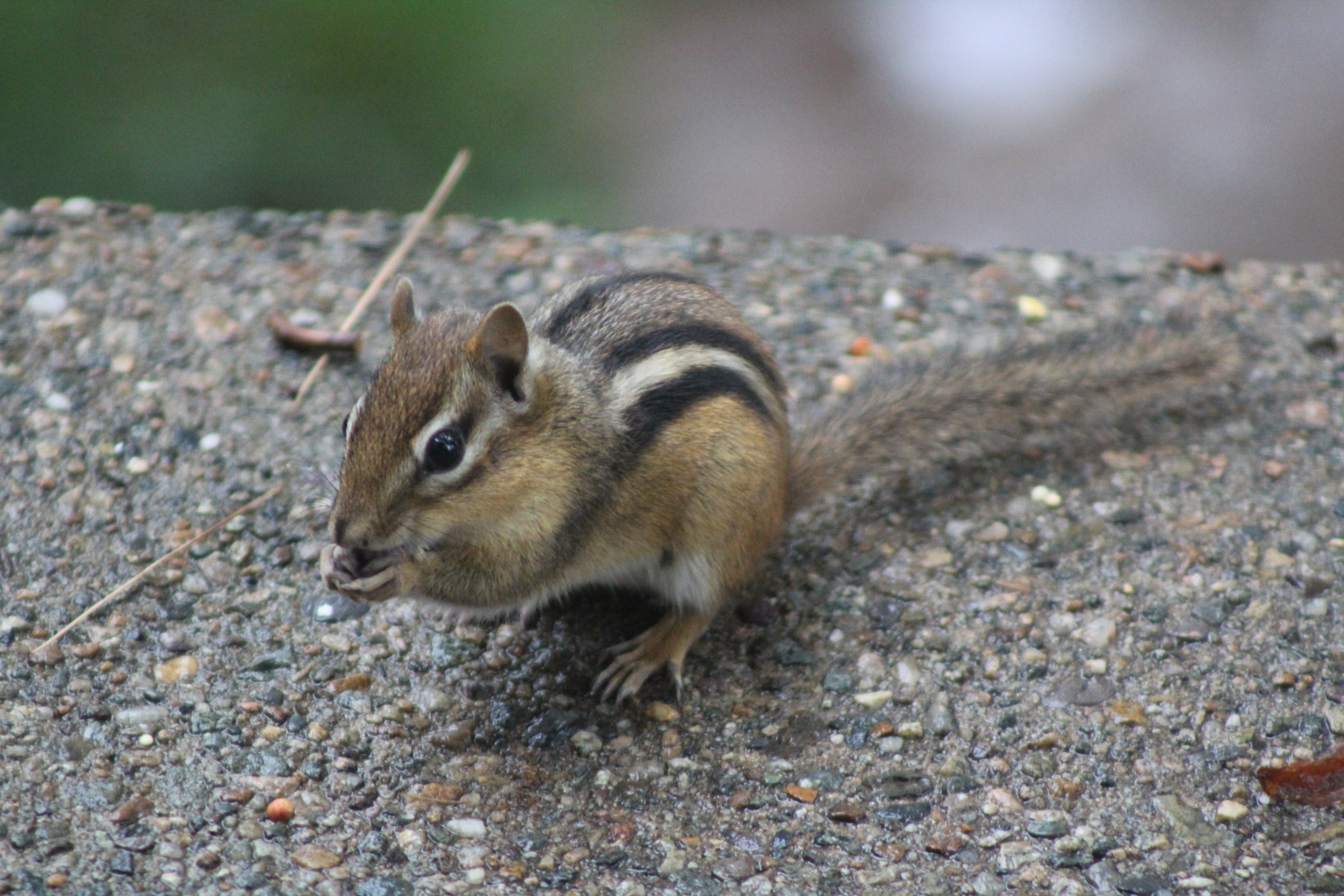 chipmunk eating seeds