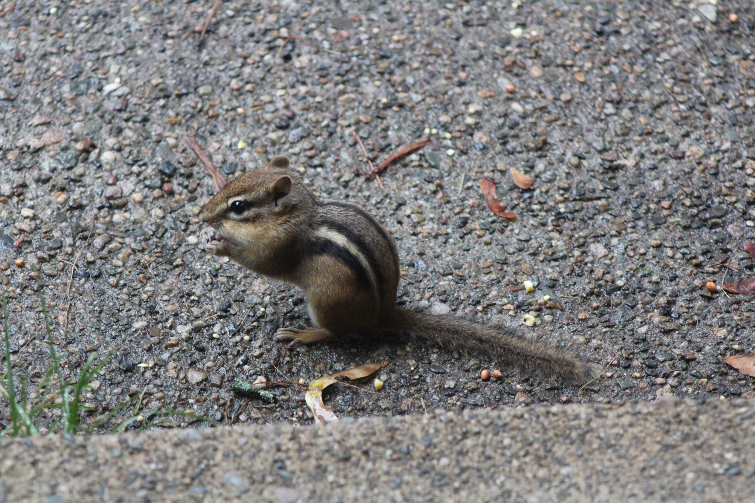 side view of chipmunk eating seeds