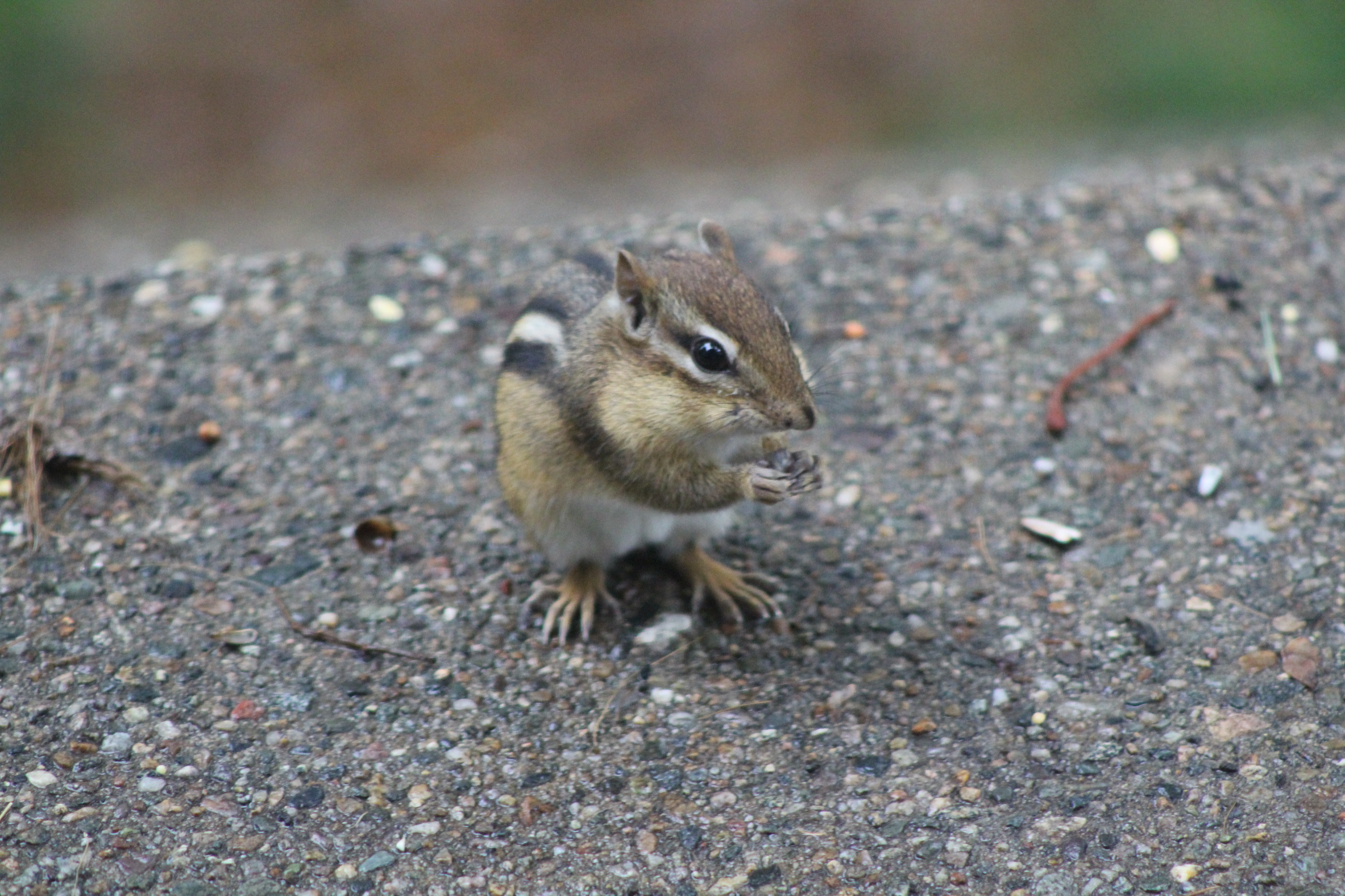 chipmunk eating seeds holding partially eaten seed