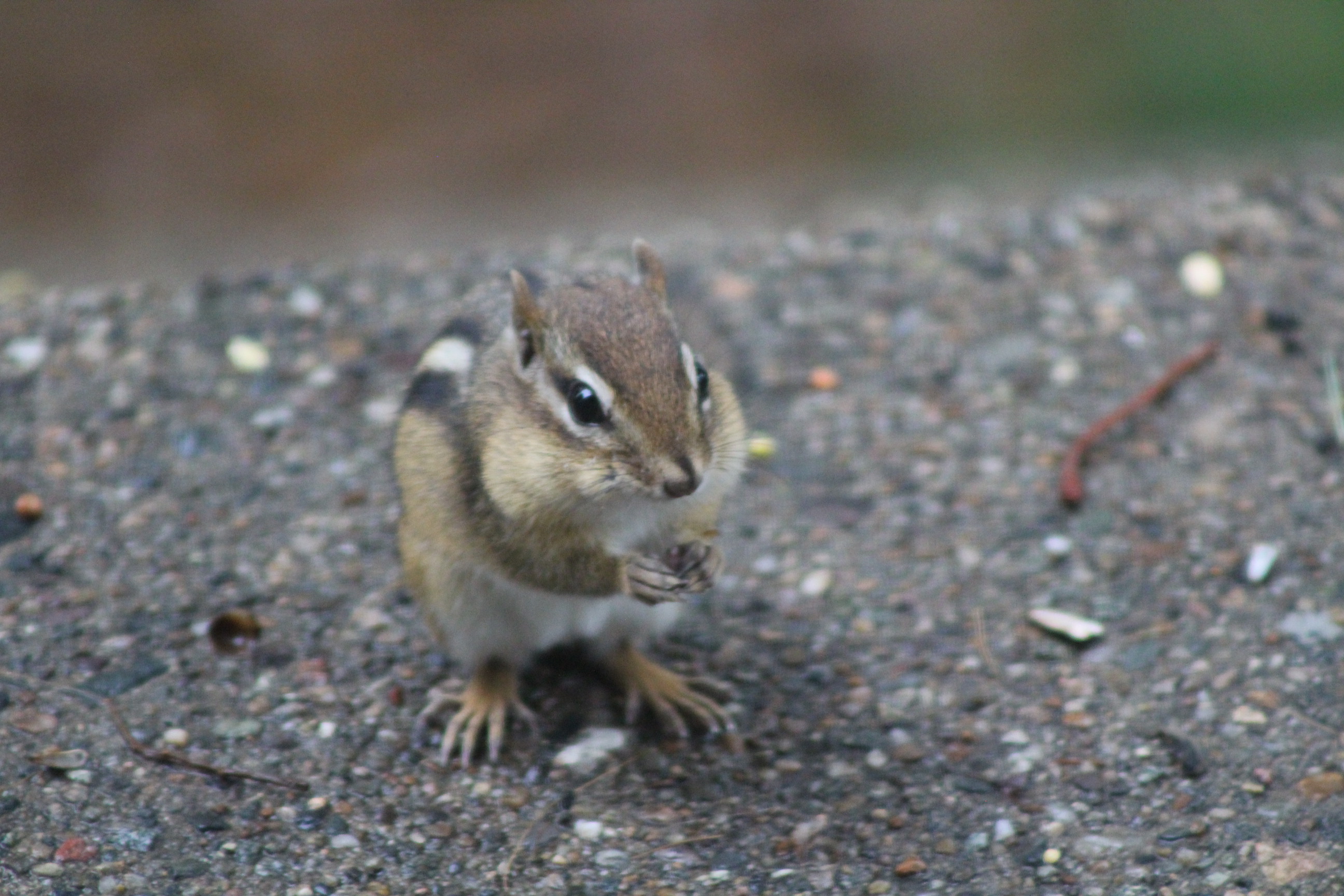 chipmunk with cheeks full of seeds